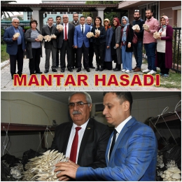 Tarsus Belediye tesislerinde Mantarı hasadı yapıldı