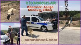 Vicdansızlar.. 2 köpek direğe bağlanıp, aç bırakıldı