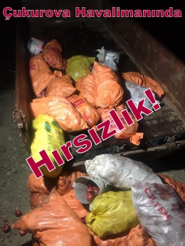 Çukurova Havalimanı Bahçesindeki Ağaçlardan Nar Hırsızlığı