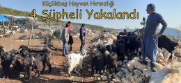 Çamlıyayla’da küçükbaş hayvan hırsızlığı