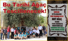 Tarsus’un Tarihi Sarıulak Zeytin ağacı Anıt Ağaç olarak tescillenecek