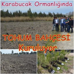 Karabucak Ormanlığında Kızılçam Tohum Bahçesi kuruluyor