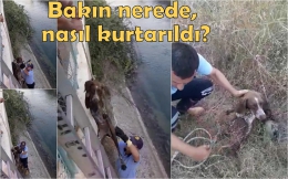 Tarsus'ta Mahsur Kalan Köpek Kurtarıldı