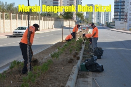 Mersin Büyükşehir Refüjleri Renklendiriyor