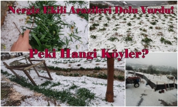 Tarsus’ta Nergis ekili yaklaşık Bin Dekar araziyi Dolu Vurdu