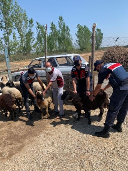 Tarsus’ta Hayvan Hırsızları Jandarmadan Kaçamadı