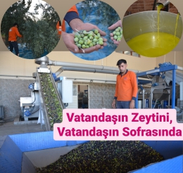 Vatandaşın Zeytini, Vatandaşın Sofrasına Geliyor