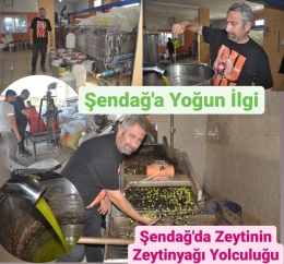 Tarsus'ta Şendağ Zeytin ve Zeytinyağı’nda Bereket Yılı