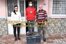 Sema Nur, TEKSİN'den Seçer'e Ulaşıp, Hindisine Kavuştu