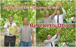 Türkiye'nin İlk Üzümü Tarsus'ta Hasat Edildi    
