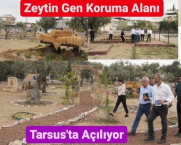 Tarsus’ta Zeytin Gen Koruma Alanı Açılıyor