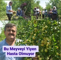 İbrahim Gül, Ölümsüzlük Meyvesi Hünnap'ı Üretiyor