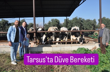  Tarsus’ta 115 üreticiye 900 gebe düve verilmesine başlandı