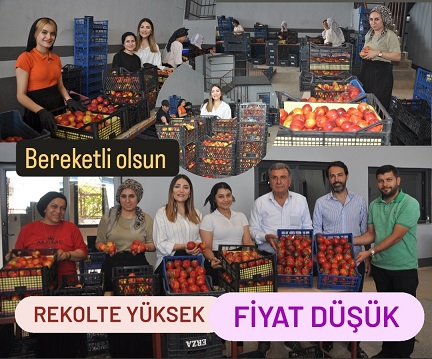 Tarsus’ta Sert Çekirdekli Meyvelerde Rekolte Yüksek, Fiyatlar Düşük