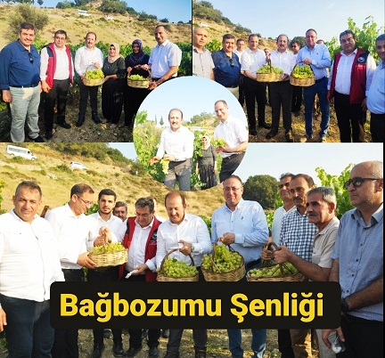 Vali Pehlivan ve Kaymakam Akyüz Üzüm Hasat Etti