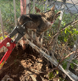 Tarsus'ta Bahçe demirine sıkışan kedi kurtarıldı