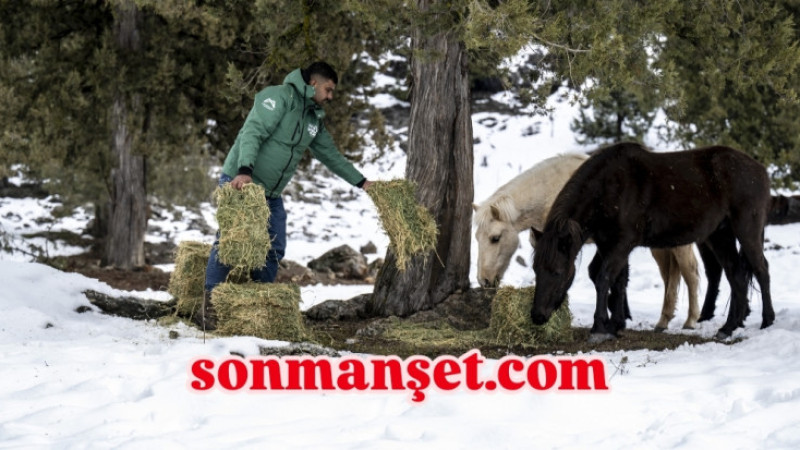 Büyükşehir Toros Dağları'ndaki Yılkı Atlarını Besledi