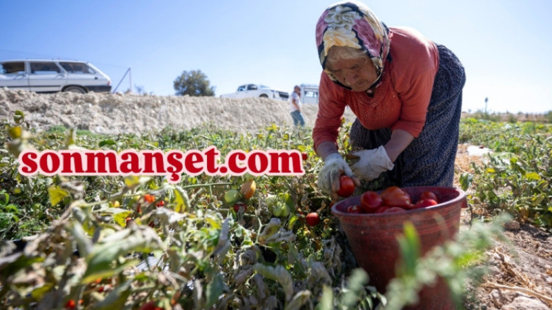 Çukurova'da Tarım İşçilerinin Yevmiyesi 1.385 TL olarak Güncellendi