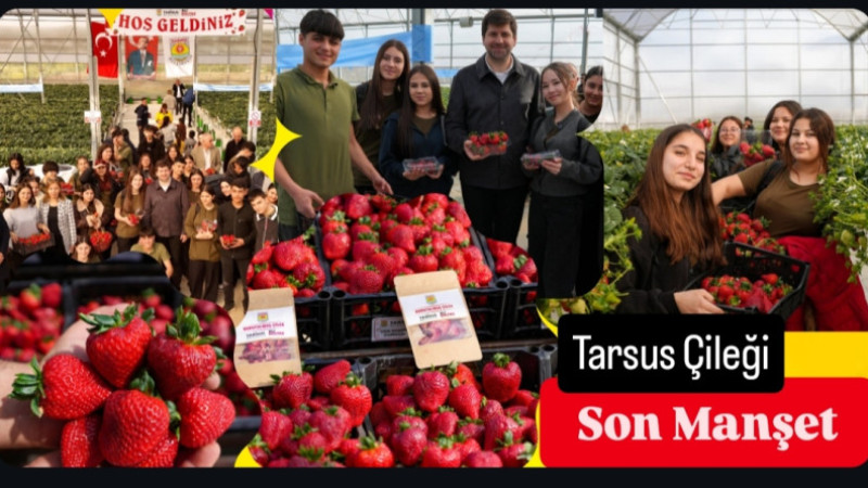 Tarsus'ta topraksız tarım yöntemi ile yetiştirilen çileklerin hasadı yapıldı